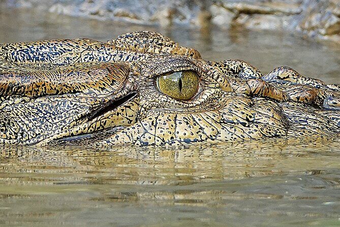 Private Luxury Cape Tribulation Adventure and Crocodile Cruise - Frequently Asked Questions