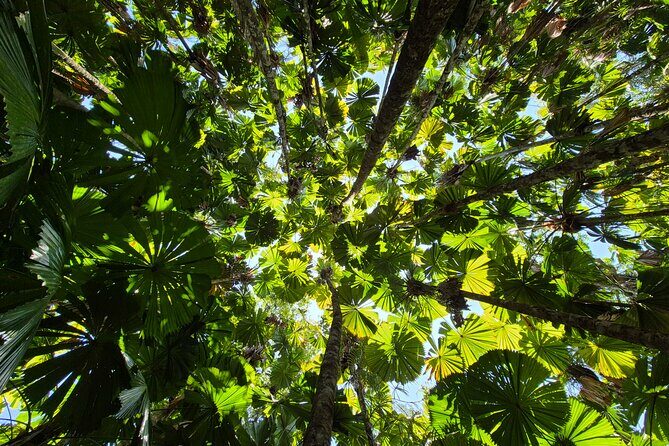 Private Luxury Daintree Dream Tour All Inclusive - What’s Included and What’s Not
