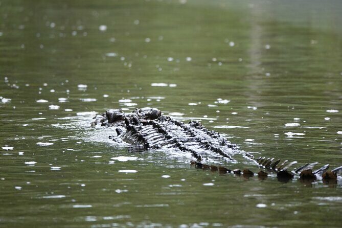 Private Luxury Daintree Dream Tour All Inclusive - Why This Tour Is a Solid Choice