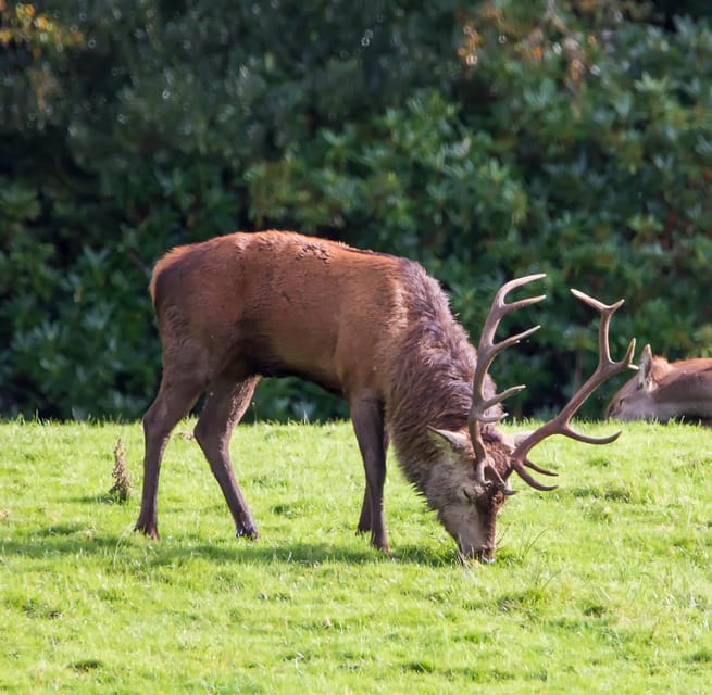 Private Luxury Day Killarney and National Park Tour - Key Points