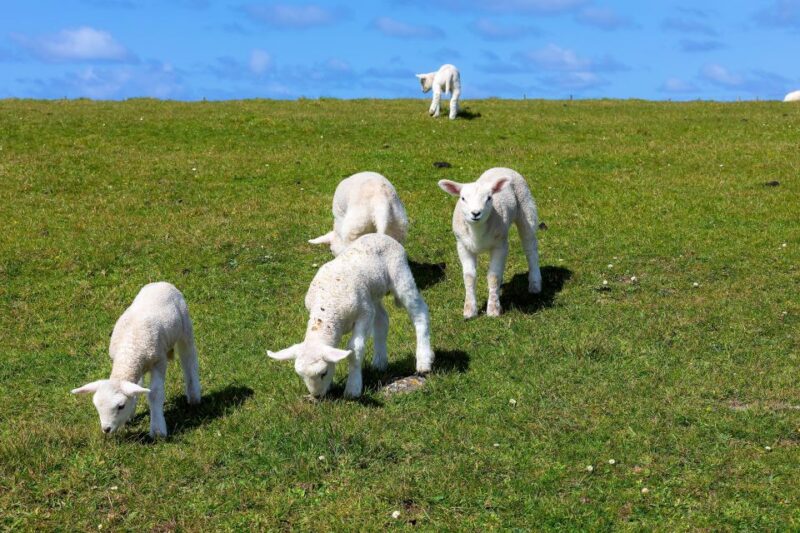 Private Luxury Dingle Peninsula Tour From Killarney - Itinerary Highlights