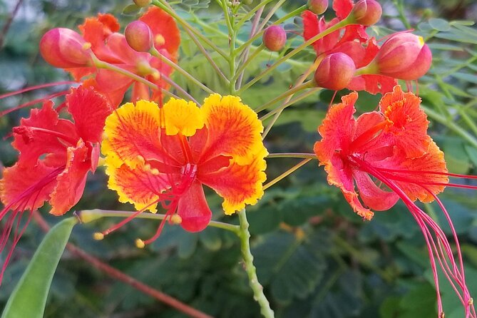 Private Luxury Dole Plantation,Northshore,Waikiki Island Tour - Transportation and Inclusions