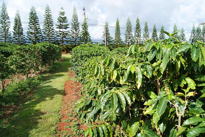 Private Luxury Tour of Kauai: South & West Shores - Traveler Experience and Reviews