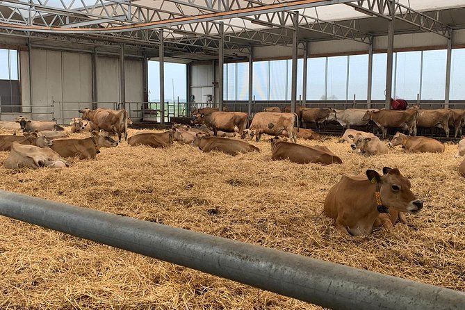Private Luxury Tour Zaanse Schans ,Volendam and Cheesfarm - Highlights of the Cheese Farm