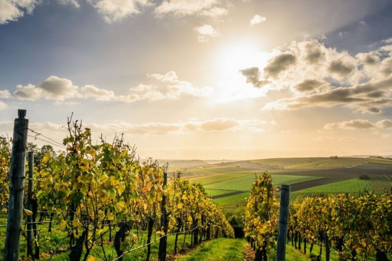 Private Luxury Transfer From Paris to Reims or Épernay - Just The Basics
