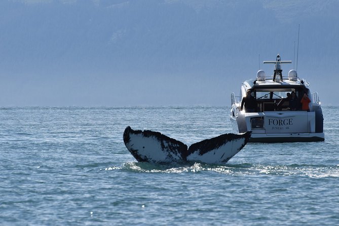 Private Luxury Whale Watch - Majestic Alaskan Wildlife Viewing