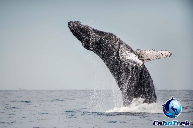 Private Luxury Yacht Whale Watching - Experience and Highlights