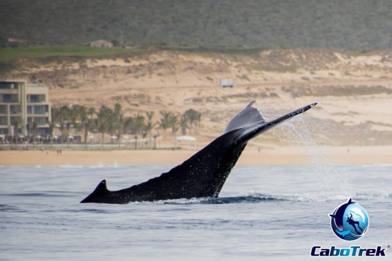 Private Luxury Yacht Whale Watching - Itinerary and Meeting Point