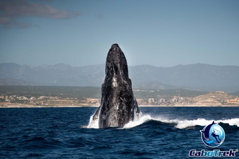 Private Luxury Yacht Whale Watching - Inclusions and Exclusions