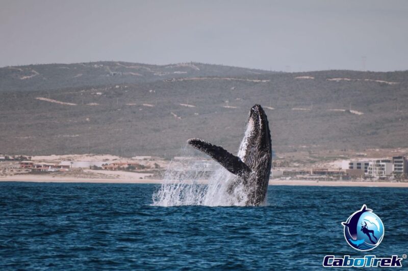 Private Luxury Yacht Whale Watching - Important Information