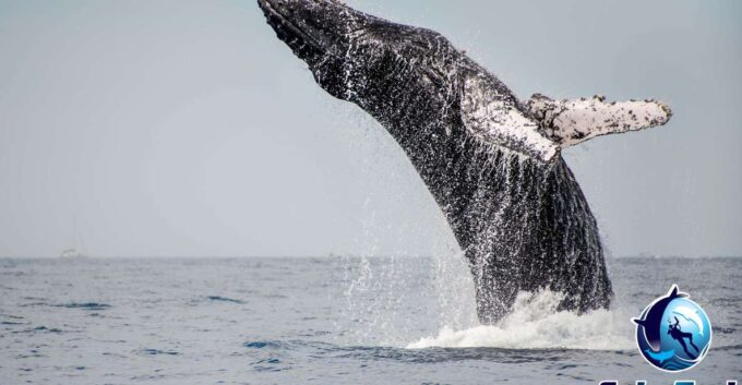 Private Luxury Yacht Whale Watching - Whale Watching Expertise