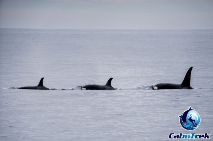 Private Luxury Yacht Whale Watching - Booking and Cancellation