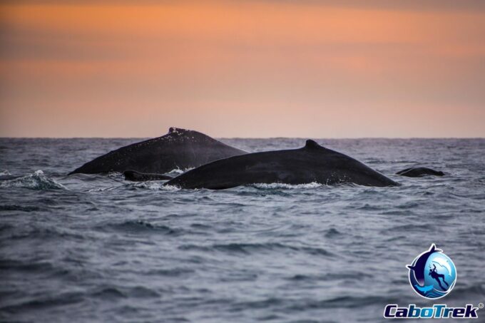 Private Luxury Yacht Whale Watching - Frequently Asked Questions