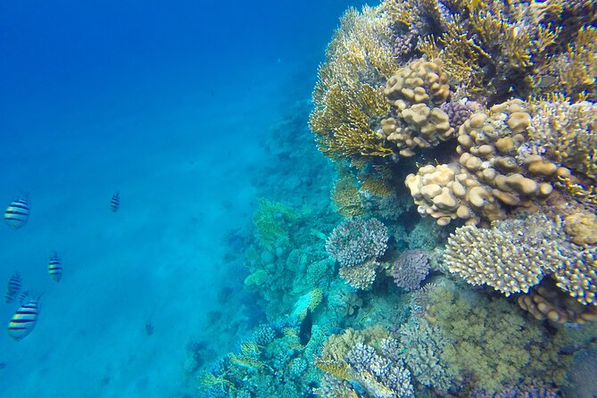 Private Maldives Submarine Tour From Male - Meeting and Pickup