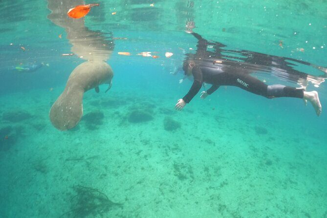 Private Manatee Snorkel Tour with FREE Photo Package - The Experience on the Water