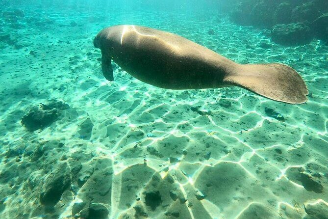 Private Manatee Snorkel Tour with FREE Photo Package - Weather and Accessibility