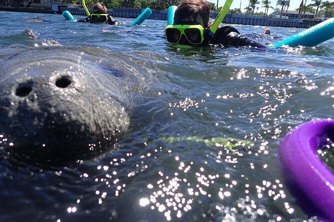 Private Manatee Snorkeling Tour - Meeting and Pickup