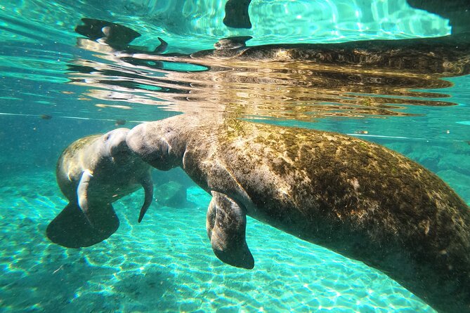 Private Manatee Snorkeling Tour - Additional Information