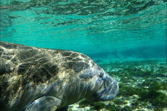 Private Manatee Snorkeling Tour - Manatee Encounters