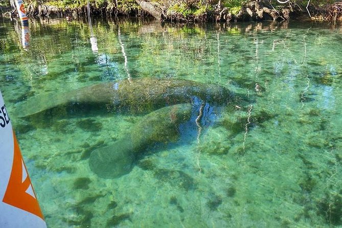 Private Manatee Swim for up to 6 With In-Water Divemaster/Photographer - Fitness and Health Requirements