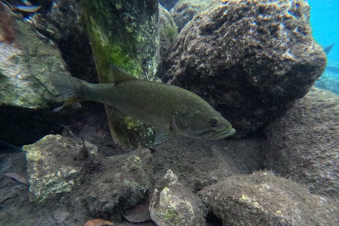 Private Manatee Swim Tour - Tour Highlights and Inclusions