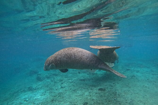 Private Manatee Swim Tour - Meeting Point and Pickup