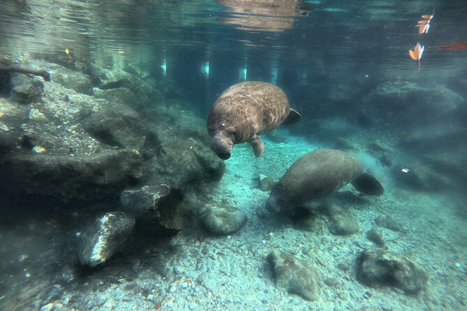 Private Manatee Swim Tour - Tour Operator and Reviews