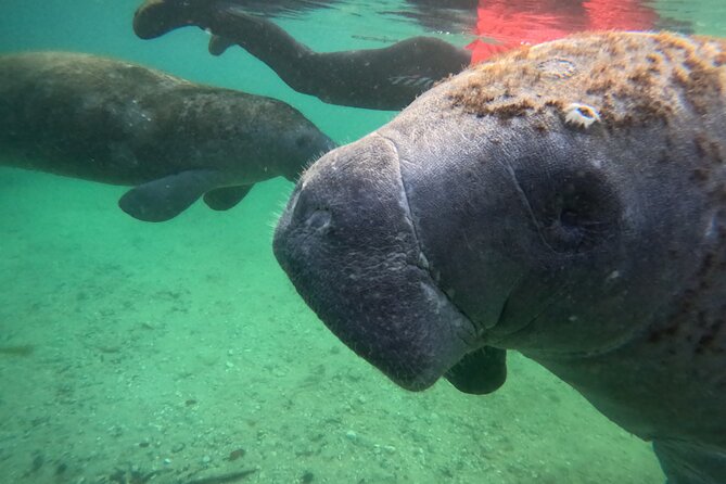 Private Manatee Swim Tour - Booking and Cancellation Policy