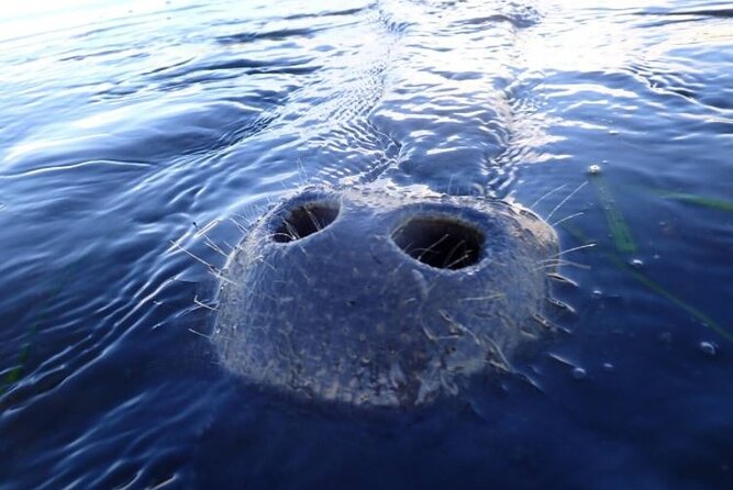 Private Manatee Tour for up to 10 - Group Size and Capacity