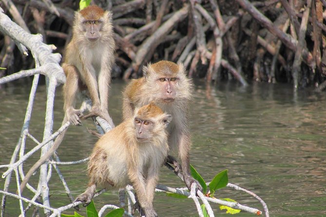 Private Mangrove Tour 2 Hour (max 8 People) - Good To Know