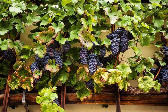 Private Maribor, Ptuj & Wine Road From Ljubljana - Reviews and Feedback