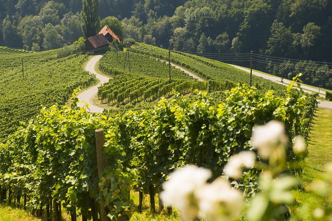 Private Maribor, Ptuj & Wine Road From Ljubljana - Exploring Maribor