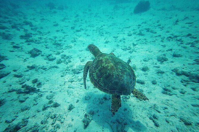 Private Marine Excursion and snorkeling in the lagoon of Moorea - Breaking Down the Itinerary: What to Expect