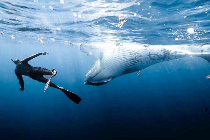 Private Marine Excursion and snorkeling in the lagoon of Moorea - Final Thoughts: Who Will Love This Tour?