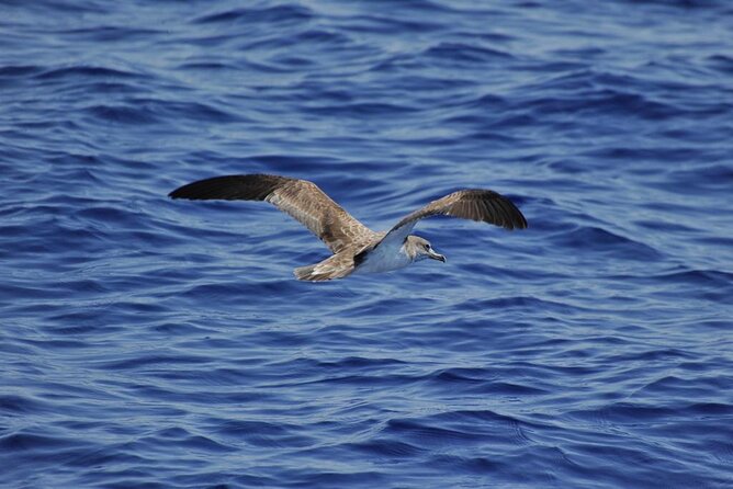 Private Marine Life Spotting - Dolphin Watching Ecomarine Malta - Additional Tour Options