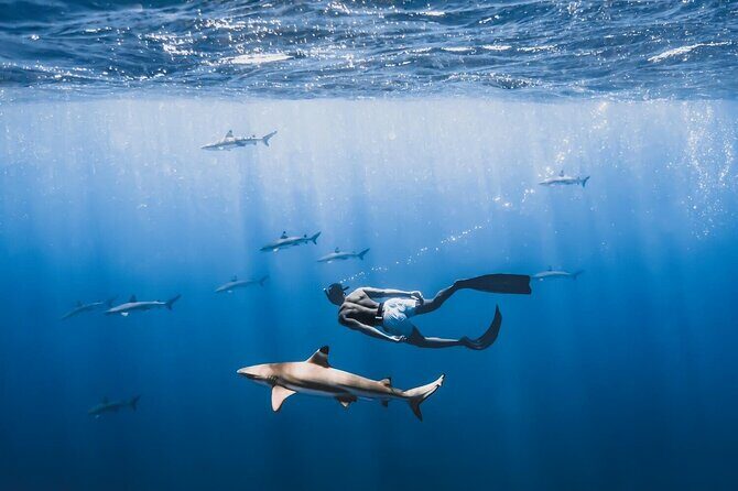 Private Marine Wildlife Adventure with Underwater Photography - The Value of the Photography Package