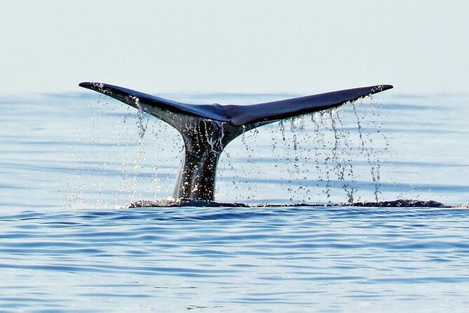 Private Marine Wildlife Boat Tour - Wildlife Viewing Information