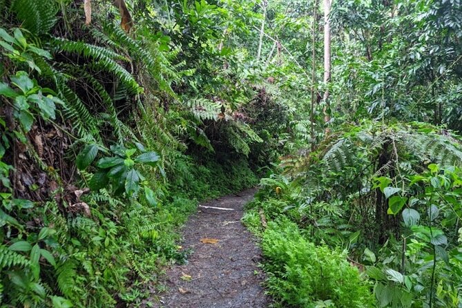 Private MEGA El Yunque Full Day Tour: Rainforest, Rivers, Beaches - Exploring the Rainforest