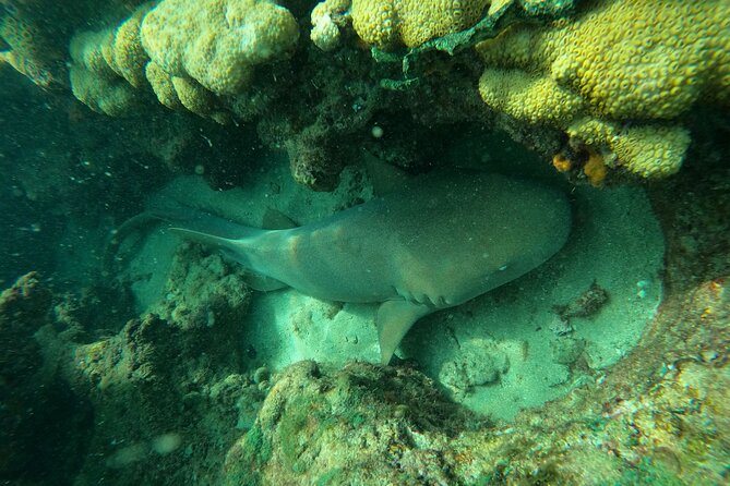 Private MegaSUP & Snorkel Tour of Fort Lauderdale Reefs - Experience Highlights