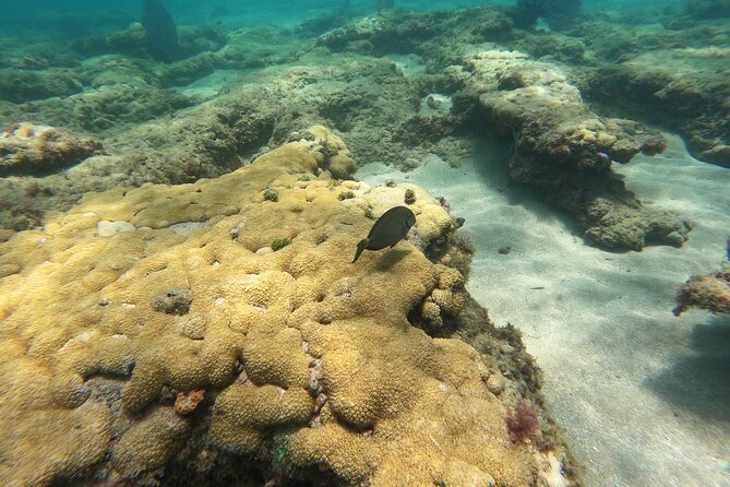 Private MegaSUP & Snorkel Tour of Fort Lauderdale Reefs - Private and Intimate Experience