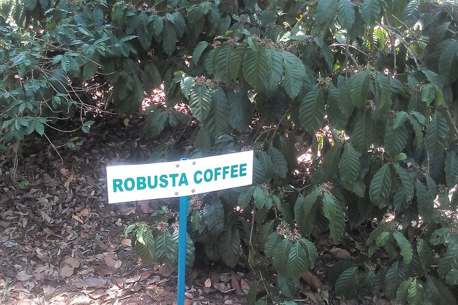 Private Mercara Coorg Coffee and Spice Estate Tour - Umbrellas for Rainy Days