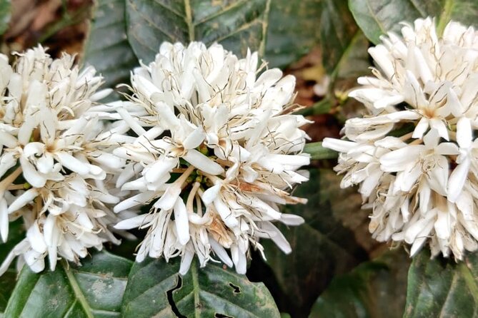 Private Mercara Coorg Coffee and Spice Estate Tour - Reviews and Ratings