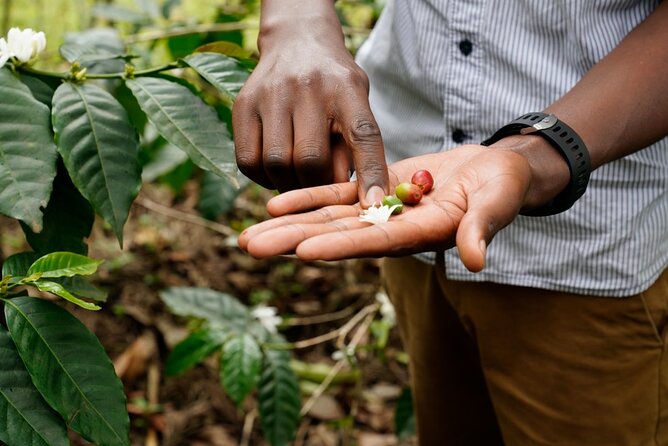 Private Meru Coffee Tour in Nkoaranga - Meru Coffee Traditions