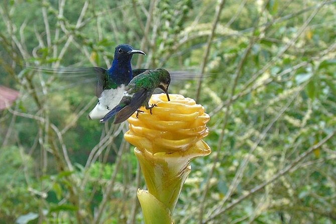PRIVATE Mindo Cloud Forest Tour - Booking and Payment Options
