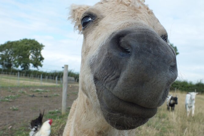 Private Miniature Horse Walking Near Lincoln - Booking Information