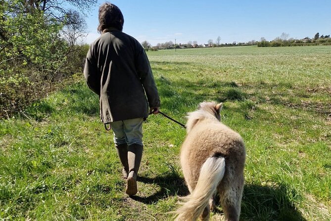 Private Miniature Horse Walking Near Lincoln - Participant Experience