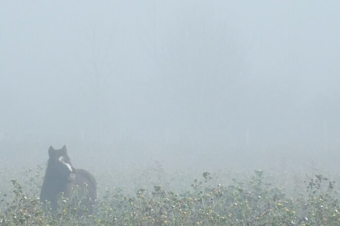 Private Miniature Horse Walking Near Lincoln - About the Horses