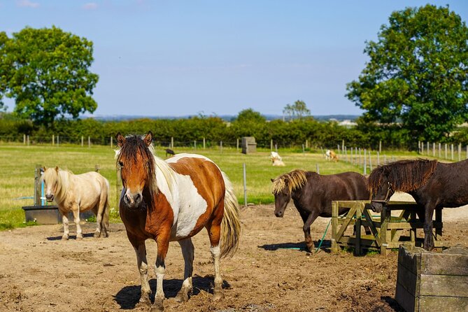 Private Miniature Horse Walking Near Lincoln - Tour Highlights
