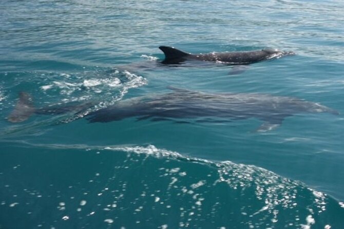 Private Morning Catamaran in Playa Flamingo - Amenities and Inclusions