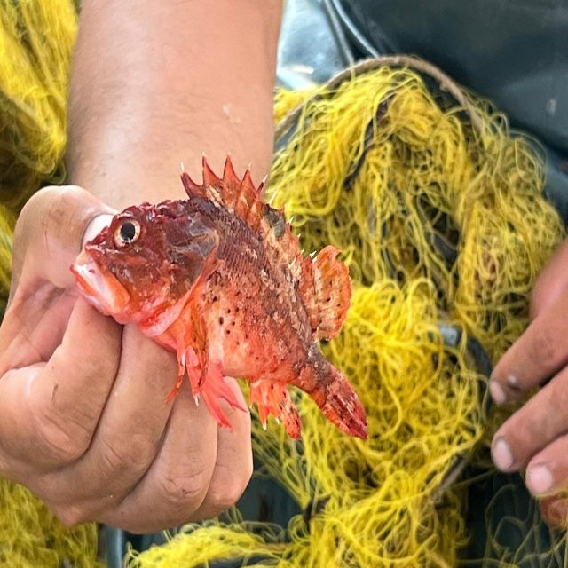 Private Morning Fishing Tour W/ Lunch and Drinks - Catch and Cuisine